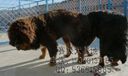 狗与狗交配视频,揭秘犬类交配行为